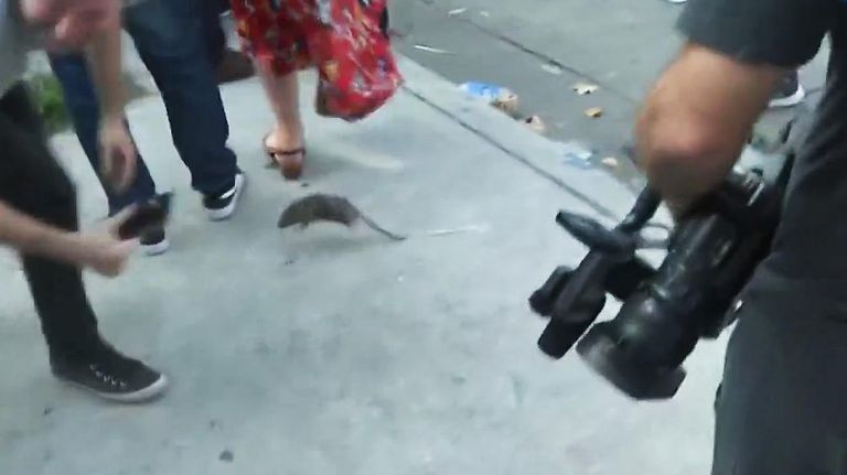 Ratas de Retiro