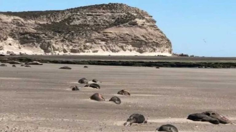 Puerto Madryn murieron más de 200 crías de elefantes marinos 20231027