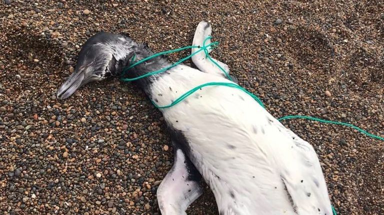 pingüinos muertos chubut g_20220222