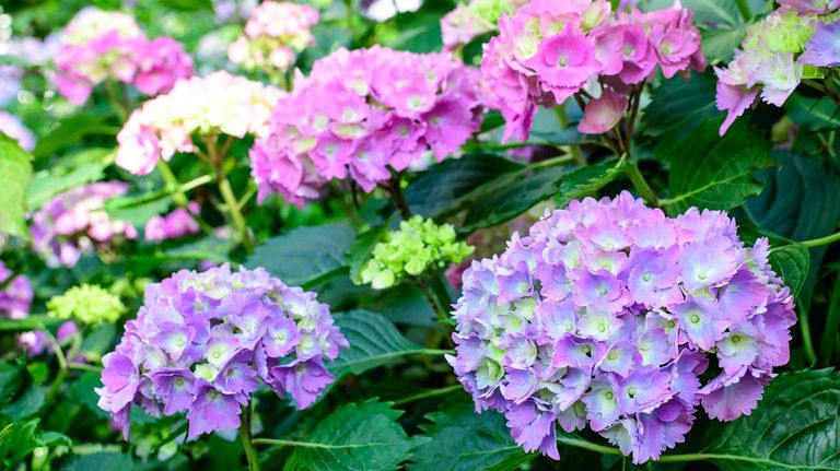10 plantas venenosas para Gatos 20220803