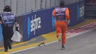 Un lagarto hizo correr a los auxiliares en Singapur, generando memes en redes: