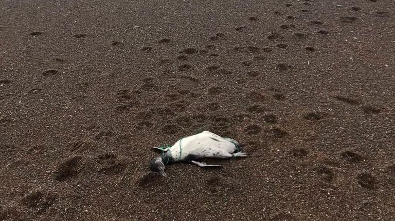 pingüinos muertos chubut g_20220222