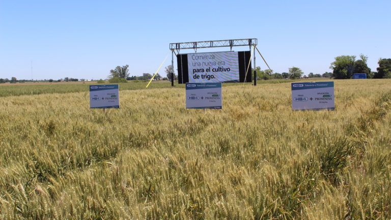 Trigo de la empresa argentina Bioceres. 