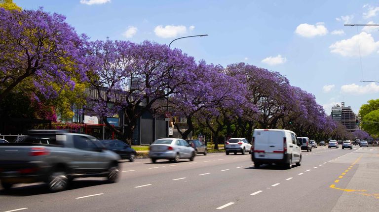 Jacarandá 2021