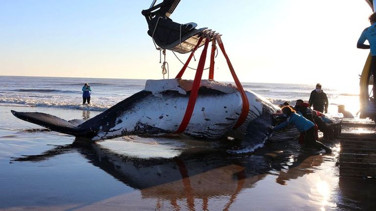 Rescate Ballenas