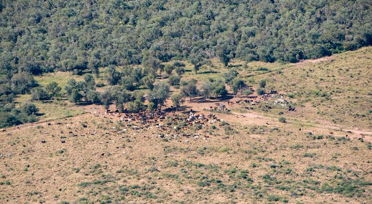 deforestacion chaco 30012019