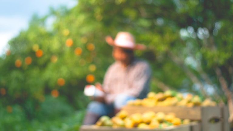 Nueva ley de inmigración de Florida criticada por atrapar a trabajadores agrícolas