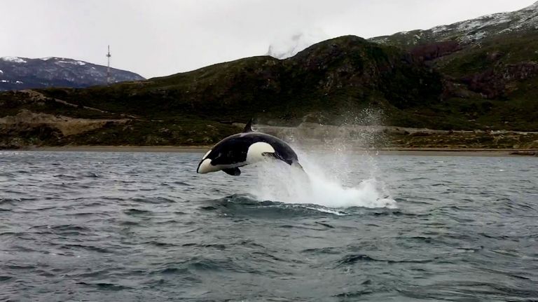 Orcas