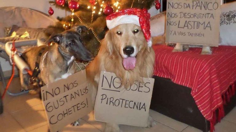 animales pirotecnia 20201217