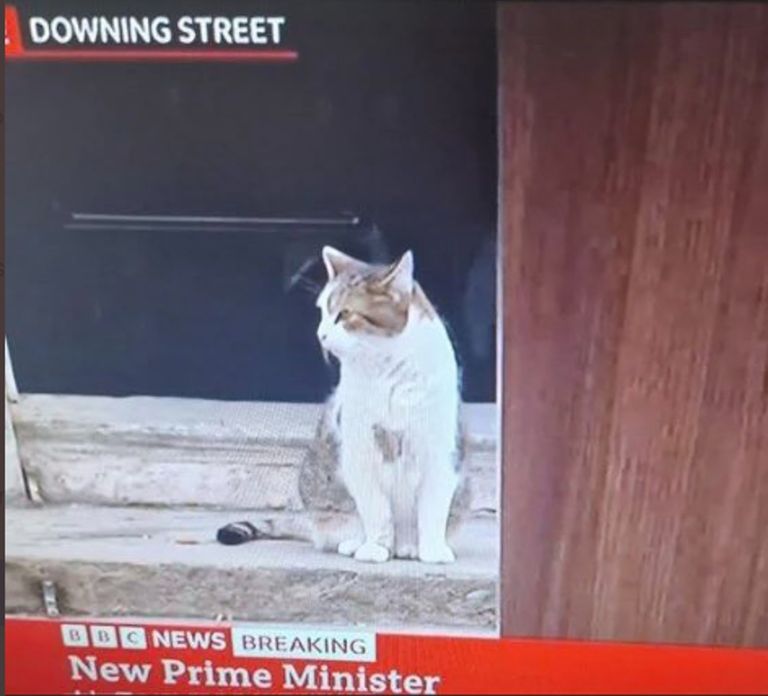 Larry el Gato 20221024