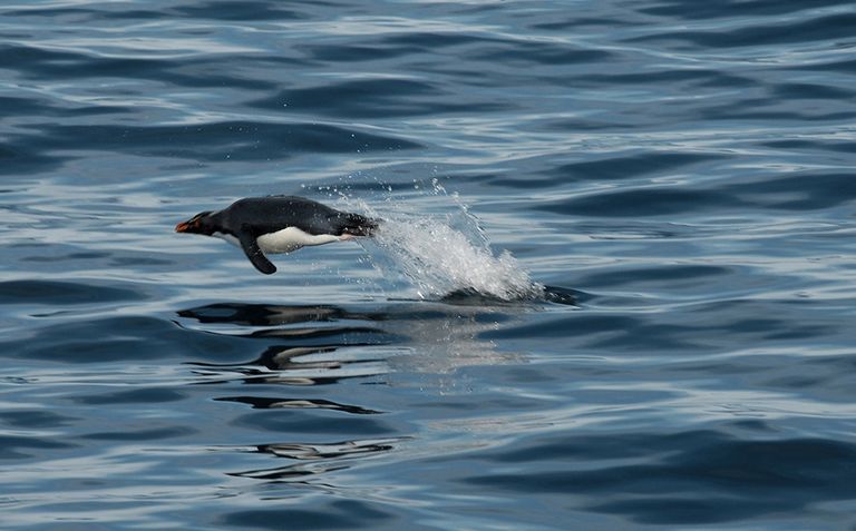 Pinguinos_arg