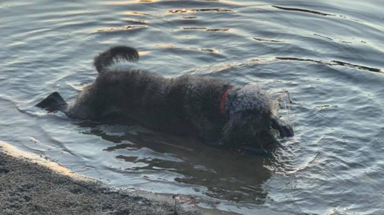 perros algas 08132019