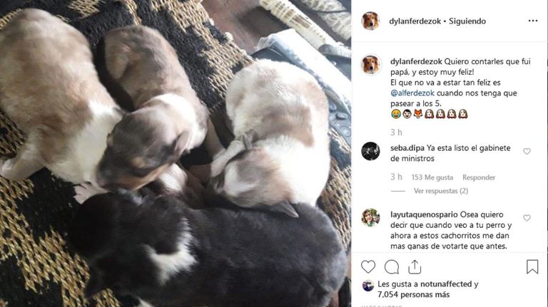 Dylan y sus cachorros.