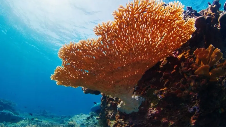 Alerta de la UICN: el 96% de los arrecifes de coral del mundo colapsarían antes de 2075