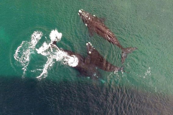 PUERTO MADRYN Y PENÍNSULA VALDÉS