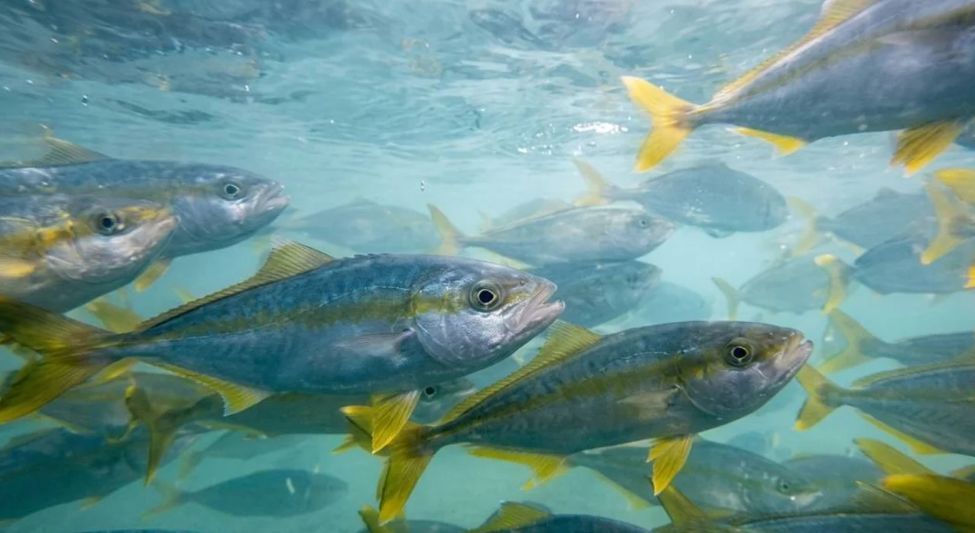Cómo es el pez limón, la especie considerada la “joya de la corona” que comenzó a producirse en Argentina