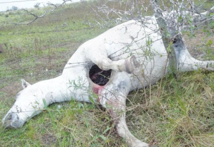 ¿Encontraron al verdadero “chupacabras” en Córdoba?
