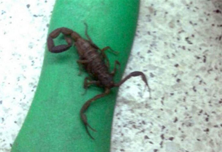 Invasión alacrán: también están en el Subte D