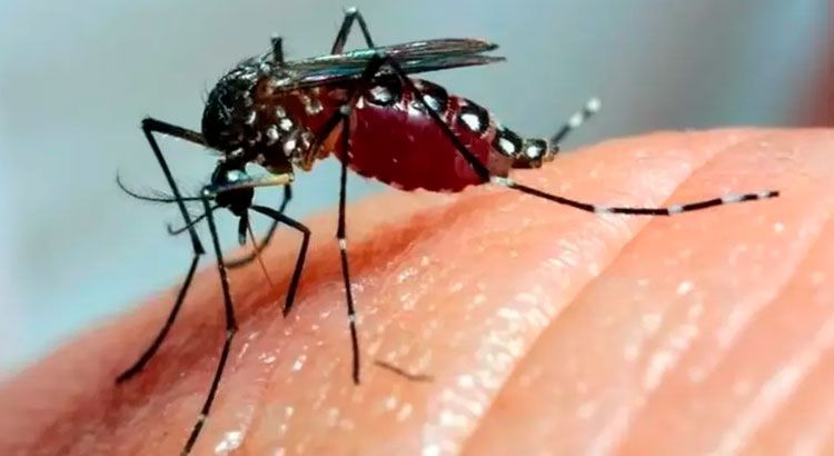 Dengue en Córdoba: guardias colapsadas y la previsión de un brote mayor