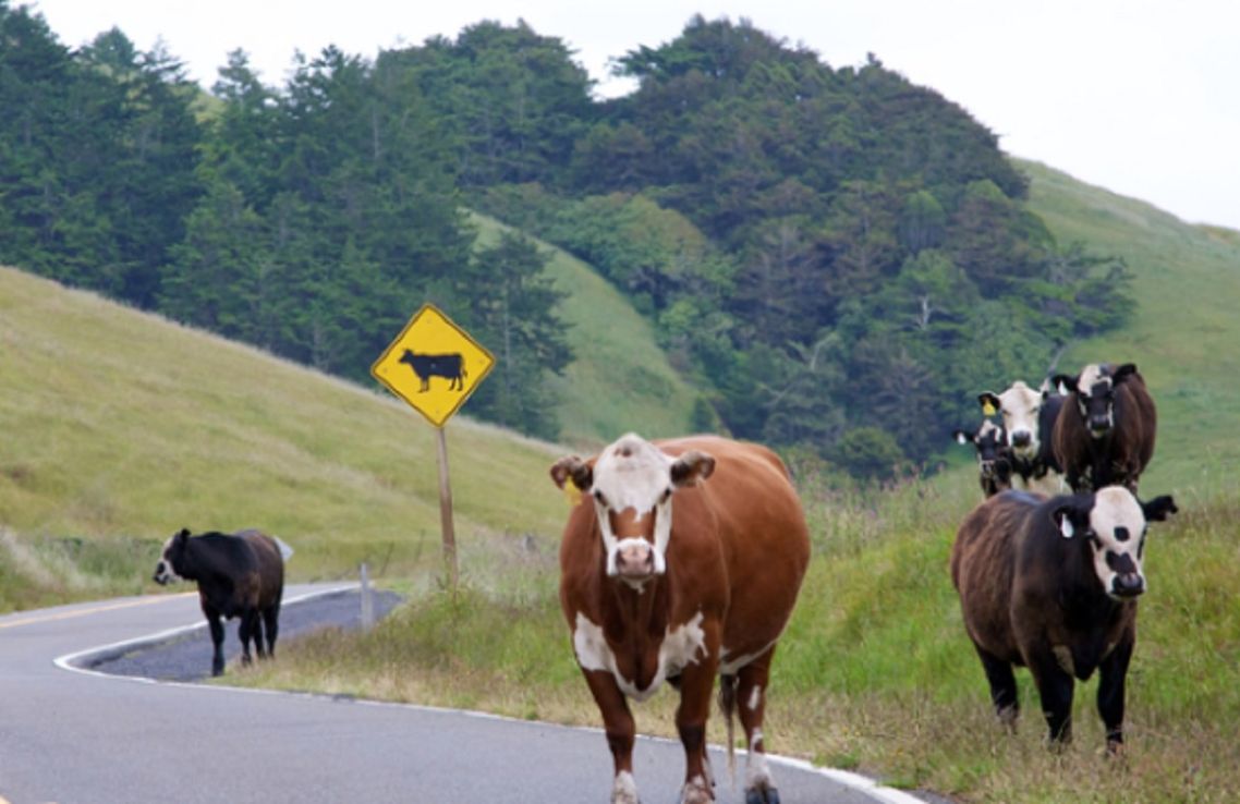 ¿Cómo es el plan para reducir el atropellamiento de animales autóctonos en las rutas entrerrianas?