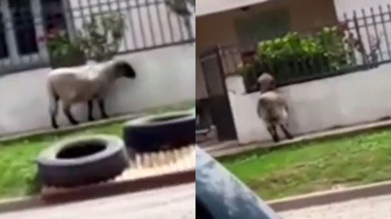 El video cordobés que se volvió viral en redes: "No sé si eso es un caniche"
