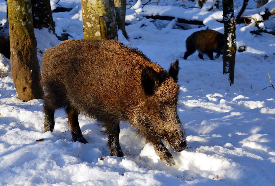 Alerta ambiental por "supercerdos" en Canadá y EE.UU.: pesan 300 kilos y son "increíblemente inteligentes"