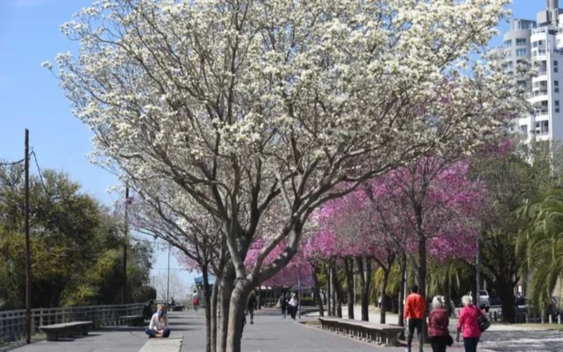 ¿Se anticipa la primavera?