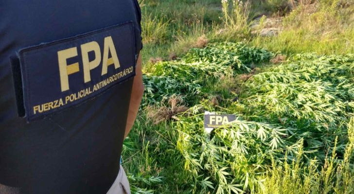 Cannabis medicinal: a pesar de la ley se sigue investigando a cultivadores