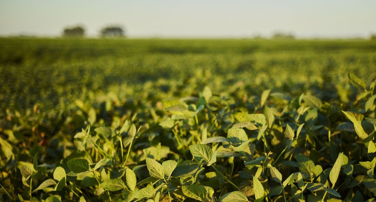 Ante una nueva propuesta de Dólar agro, a cuánto estarían dispuestos a liquidar los productores