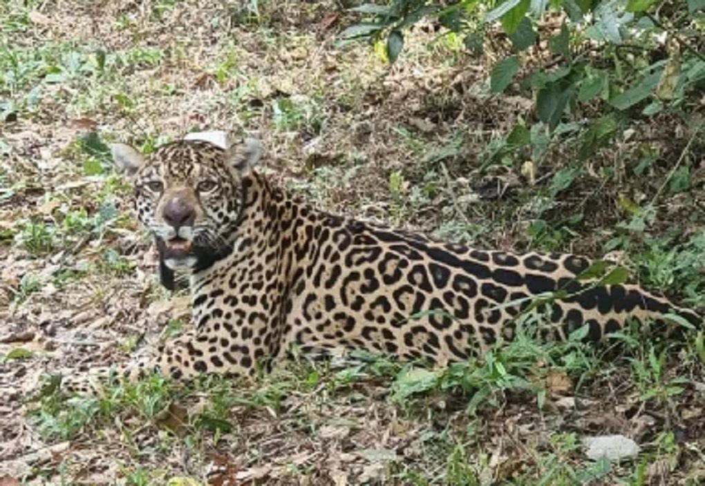 Capturaron a un yaguareté en la Península de Andresito para monitorearlo