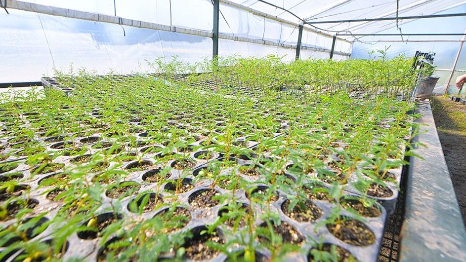 Gen Nativo Córdoba: Laboratorios que crean especies autóctonas de árboles