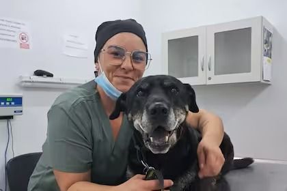 Innovación científica: por primera vez aplicaron un marcapasos a un perro