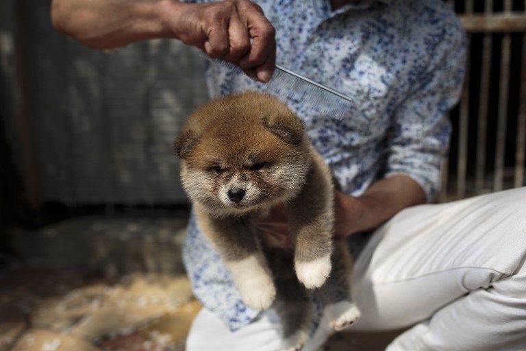 Akitas, el "tesoro natural" del Japón que conquista al mundo