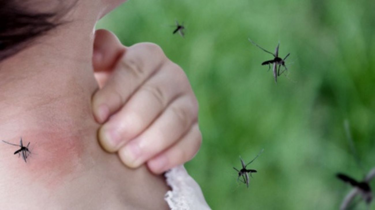 Dengue imparable: entre las fallas de prevención y la variante tailandesa