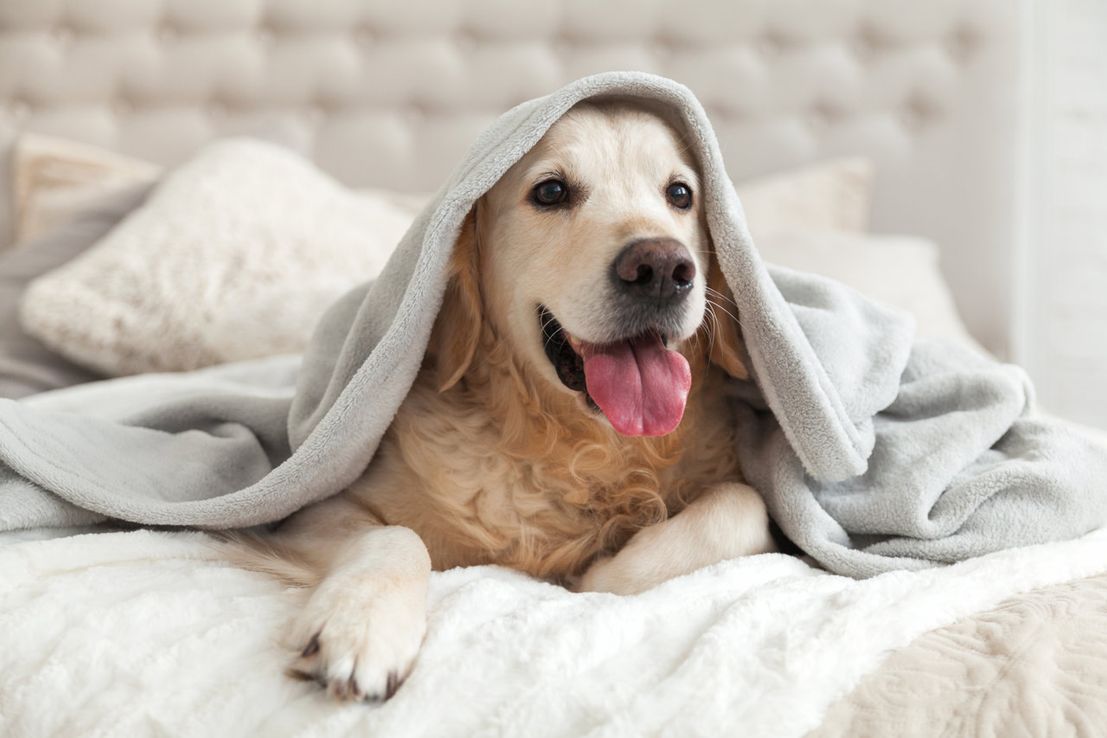 Humanización de las mascotas: los riesgos de confundir amor con una forma de maltrato