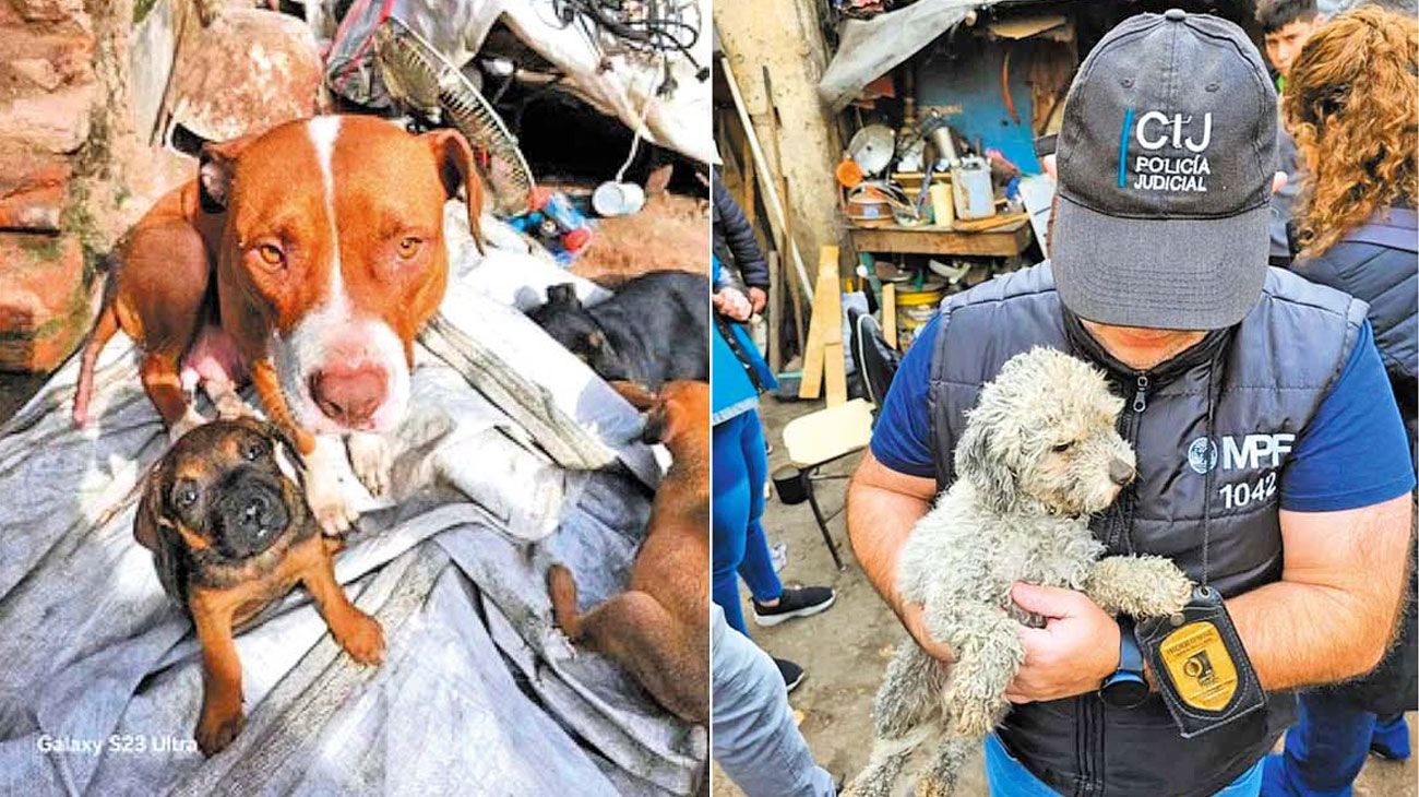 Rescataron 39 perros en Constitución