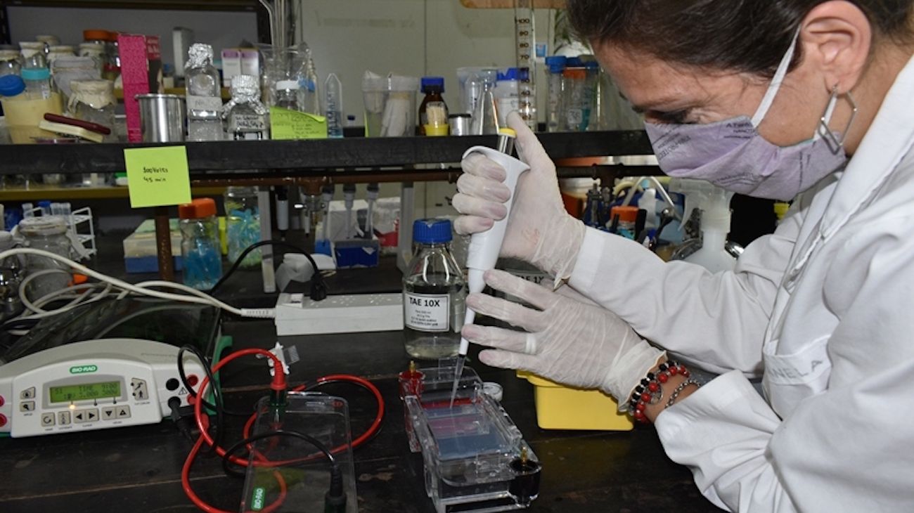 El INTA y Laboratorios Bagó investigan una vacuna contra el coronavirus