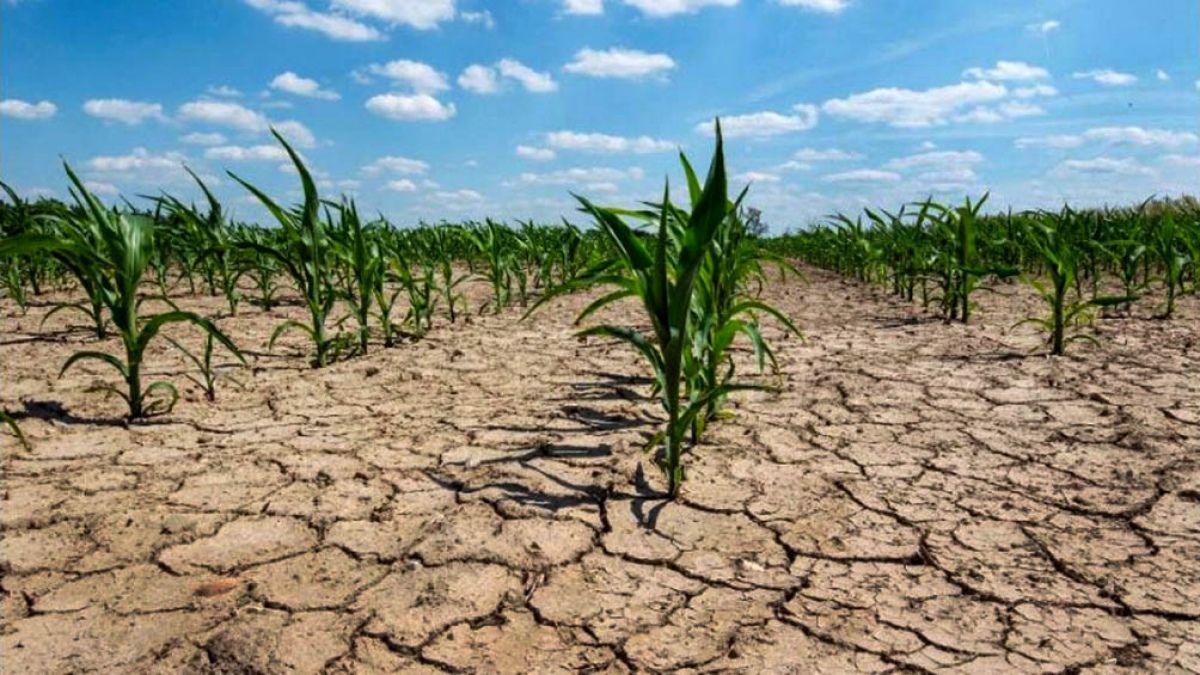 Sequía devastadora: pérdidas de exportaciones de 14.100 millones de dólares