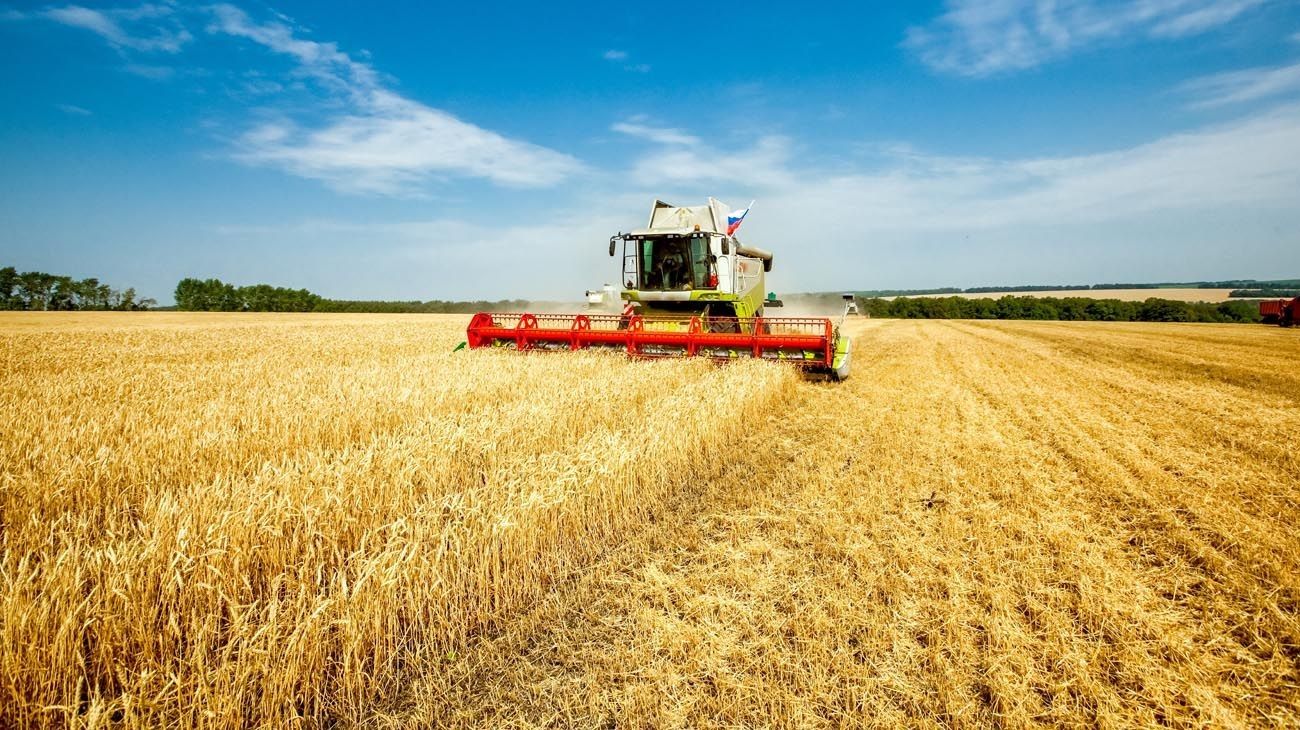 Siembra del trigo: hay expectativas de alcanzar récords históricos