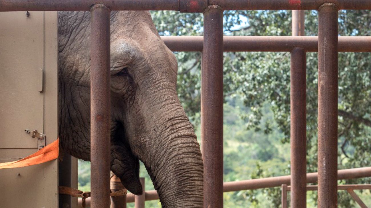 FOTOS | La elefanta Mara ya llegó al Santuario de Brasil