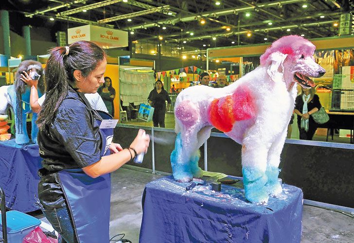Peluqueros caninos: un oficio que crece y ya tiene su propio sindicato
