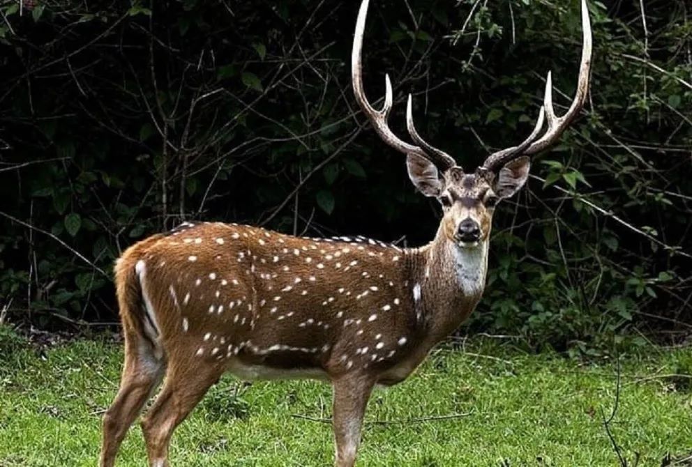 Corrientes: avanza un plan para faenar especies exóticas y combatir la "invasión" de ciervos y jabalíes