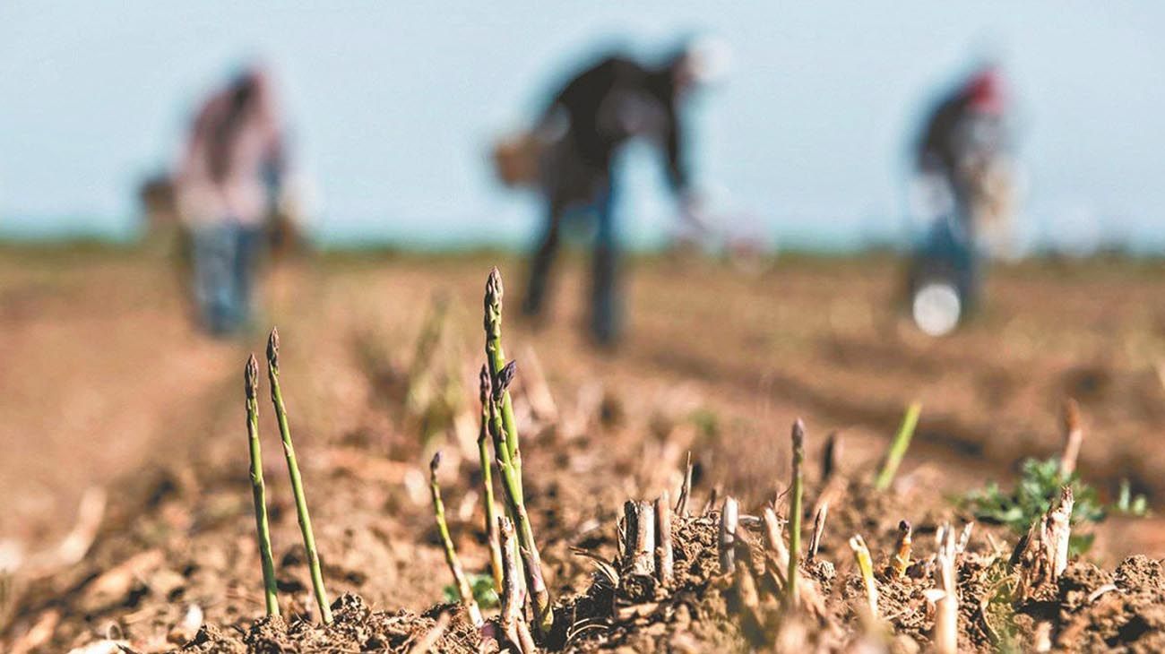 Productores pymes bonaerenses aseguran que la sequía es "alarmante" y piden más ayuda