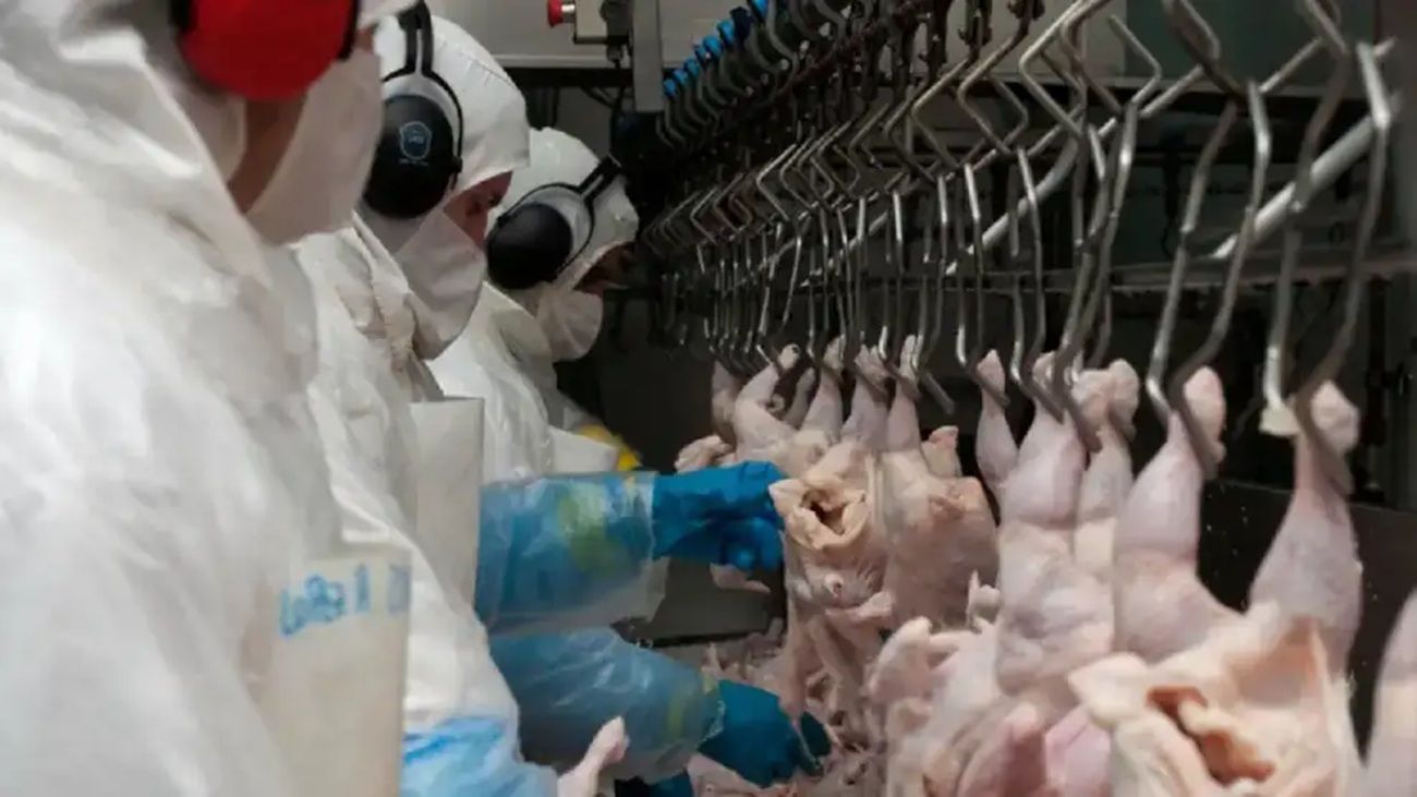 El aumento de las exportaciones interfiere con la agenda sanitaria de la producción avícola
