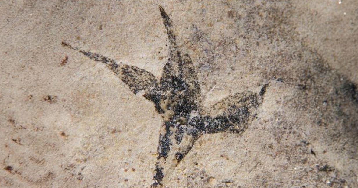 Encuentran, en San Luis, a la flor fosilizada más antigua del país