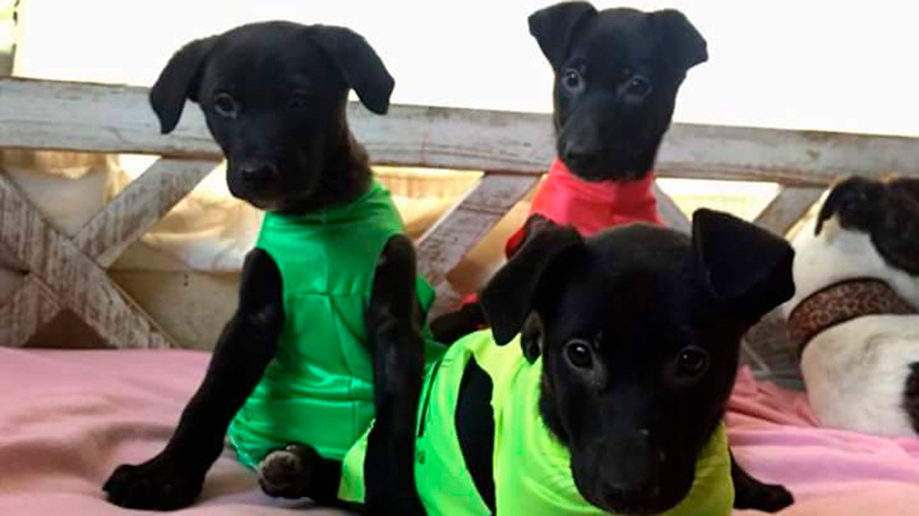 Decenas de galgos rescatados buscan familia en Recoleta