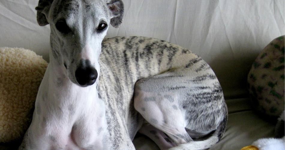 Laboulaye: condenaron a dos hombres por matar a un perro con crueldad