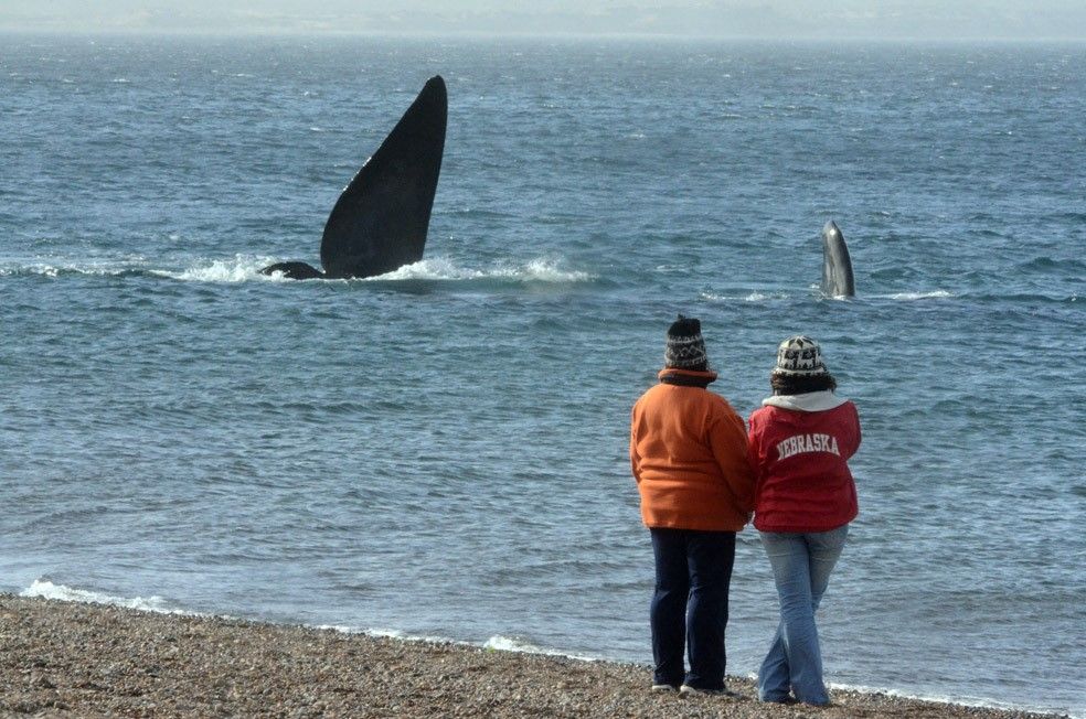Pingüinos y ballenas dejaron inaugurada la temporada en el sur