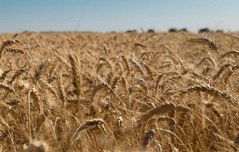 Trigo: la superficie sembrada es la más alta en 20 años