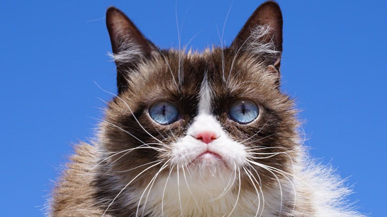 Murió Grumpy Cat, la "gata gruñona" más famosa de internet